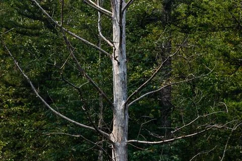 Single white bare tree contrasted against green forest Stock Photos
