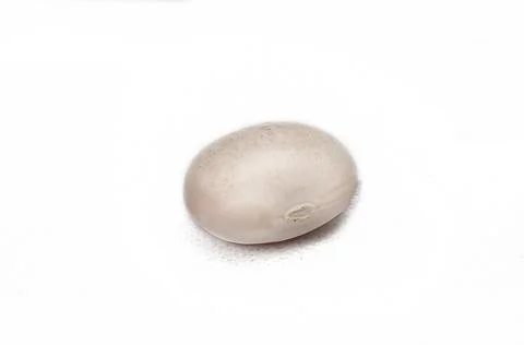 Single white bean on white background Foto stock