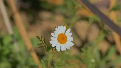 Single white camomile Stock Footage 92348000