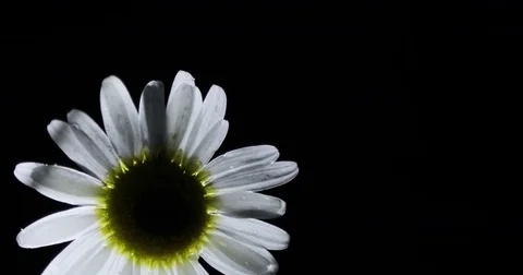 Single white chamomile flowers. Close up of single chamomileBlack background Video stock 77217055