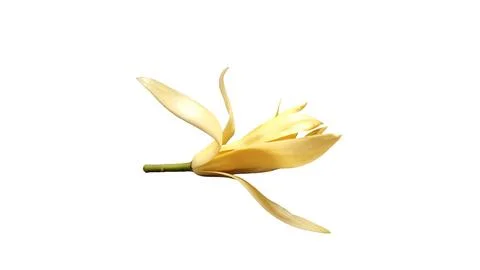 Single white champaca flower isolated on white background. Stock Photos