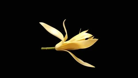 Single white champaca flower isolated on black background. 스톡 사진