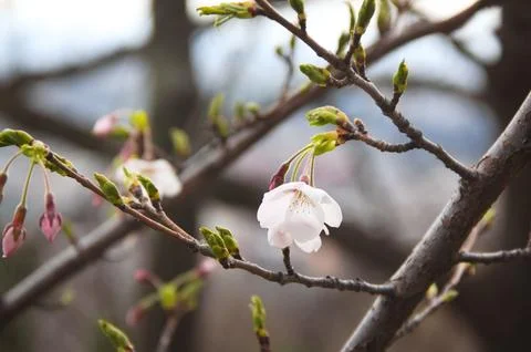 Single White Cherry Blossom and Buds on Spring Branch Fotos de archivo