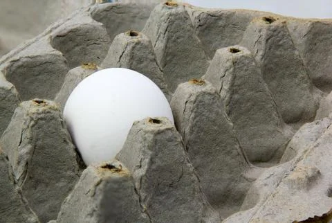 Single white chicken egg in a box. Stock Photos