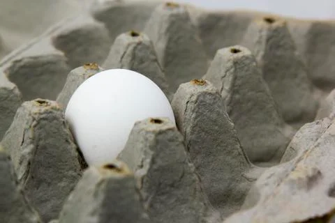 Single white chicken egg in a box. Stock Photos