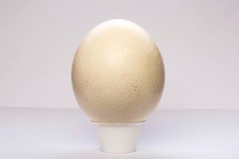 Single white chicken egg isolated Stock Photos