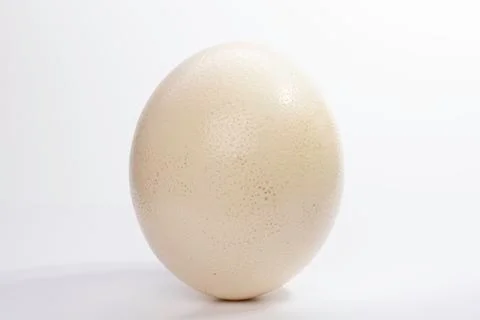 Single white chicken egg isolated on white 스톡 사진