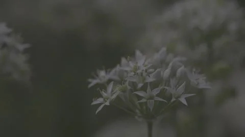 Single White Chive Flower Bloom Close Up 스톡 동영상 345026720
