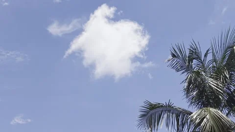 Single White Cloud Drifting Above Palm Tree Against Clear Blue Sky Stock Footage 344272908