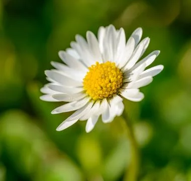 Single white common daisy, lawn daisy or English daisy (bellis perennis) flow Stock Photos