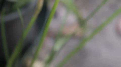 Single White Crocus Closeup Stock-Footage 34404289