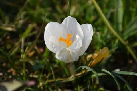 Single White Crocus Flower Blooming in Spring Grass Lawn 库存照片