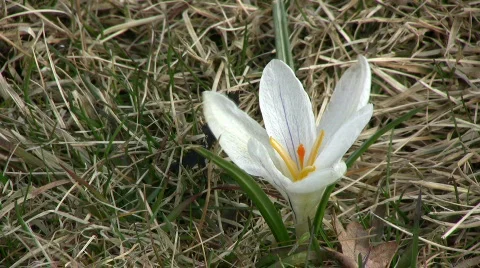 Single white crocus 스톡 동영상 355513