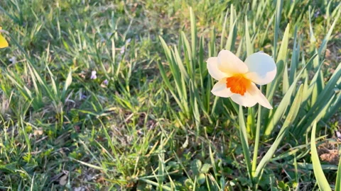 Single White Daffodil With Orange Trumpet Blooming in Sunlit Spring Grass Stock Footage 331632353