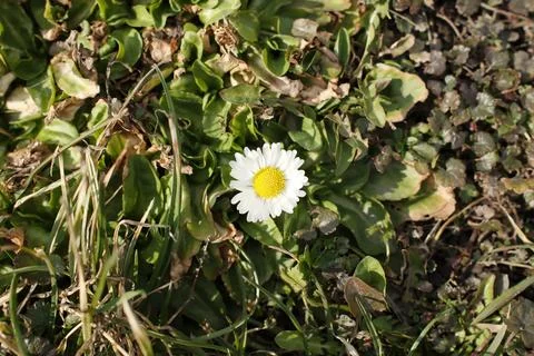 Single white daisy blooming among green leaves on the ground in spring Stock Photos