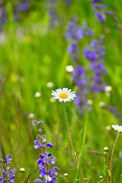 Single White Daisy Blooming in a Meadow of Wildflowers Stock Photos