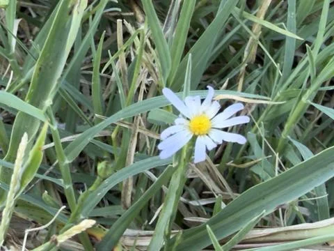 Single White Daisy Close Up Among Grass Blades 스톡 사진