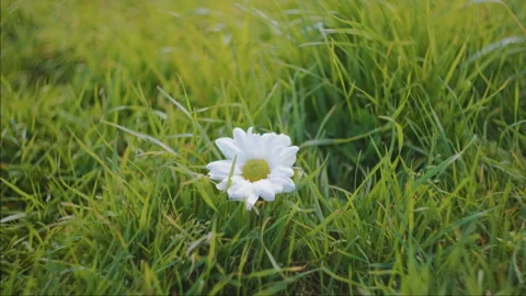 Single White Daisy Flower Among Green Grassy Ground Stock Footage 342487328