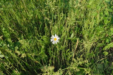 Single white daisy flower among the thickets of green grass Stock Photos