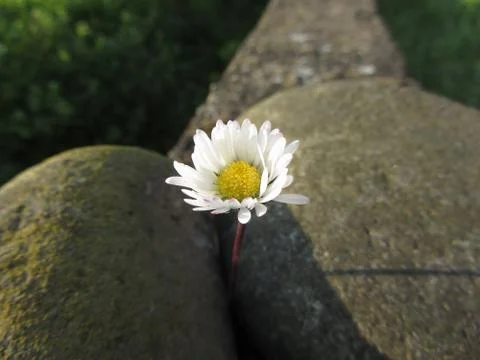 Single white daisy flower between the stones at sunset . Tuscany, Italy Stock Photos