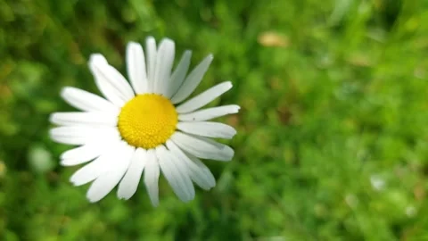 Single white daisy flower blooming in a green grass meadow macro shot Stock Footage 335397999