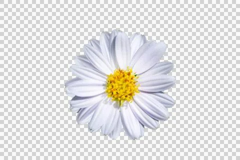 Single white daisy flower head isolated on transparent background PNG, top .. Stock Photos