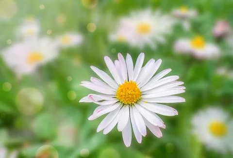 Single white daisy flower macro closeup in spring garden with soft green bo.. 写真素材
