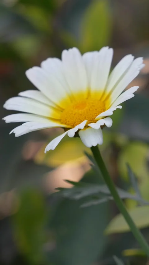 Single White Daisy Flower in Soft Light  Minimal Nature Aesthetic Stock Footage 331145931