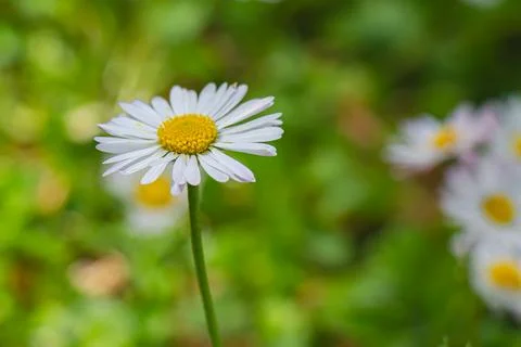 Single white daisy flower with soft green bokeh background in natural sprin.. Fotos de archivo