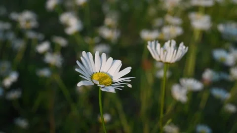 A single white daisy is in focus in the foreground and moving in a light wind. Stock Footage 274360516