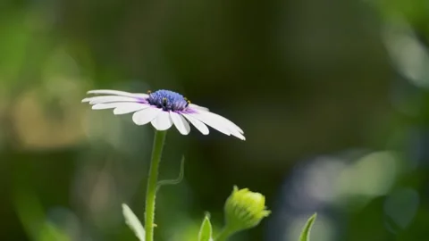 Single white daisy Stock Footage 273412526