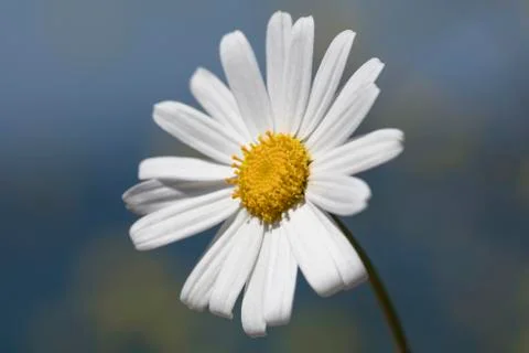 Single White Daisy Stock Photos