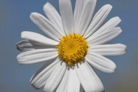 Single White Daisy Stock Photos