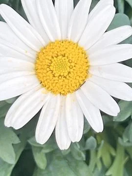 Single white daisy with yellow centre Stock Photos