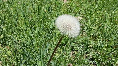 Single white dandelion with full seed head and green grass. 動画素材 80471745