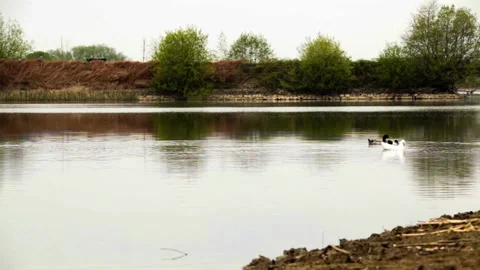 Single white duck Stock Footage 131720956