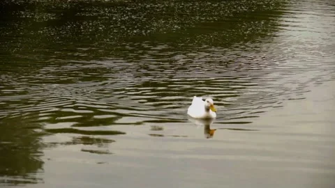 Single white duck Stock Footage 131721114