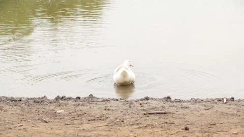 Single white duck Stock Footage 131721165