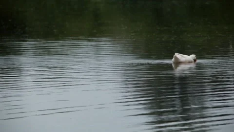 Single white duck Stock Footage 131721248