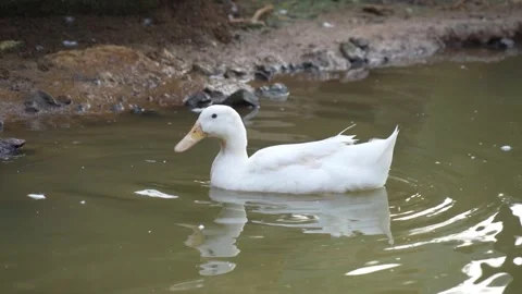A single white duck with an orange bill floats calmly on a rippling pond. Stock Footage 326987920