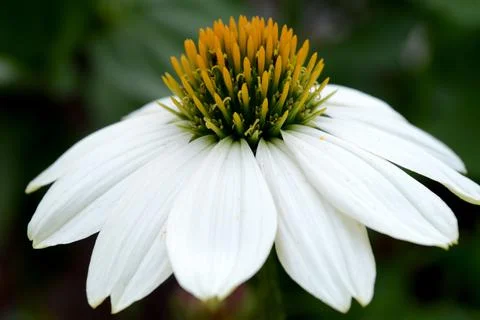Single White Echinacea Stock Photos