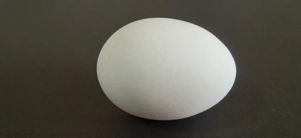 A single white egg on a dark black background. Stock Photos