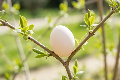 A single white egg rests on a budding tree branch in soft spring sunlight Stock Photos
