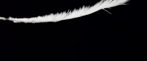 Single white feather falls in slow motion Stock Footage 136493083