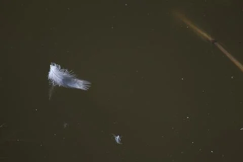 A single white feather floats gently on the dark, still water surface Stock Photos