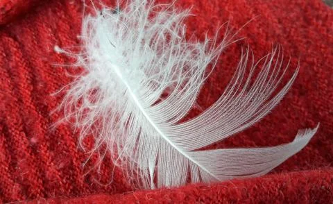 Single white feather isolated on red background Stock Photos