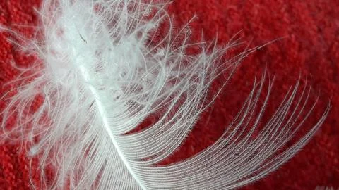 Single white feather isolated on red background Stock Photos