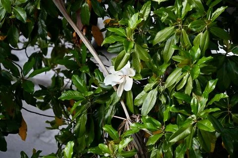 Single White Flower Amidst Dense Green Foliage Stock Photos