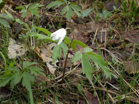 Single white flower bell Foto stock
