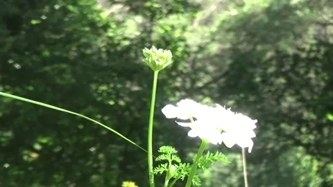A single white flower on a blurred background of forest vegetation Stock-Footage 309981407